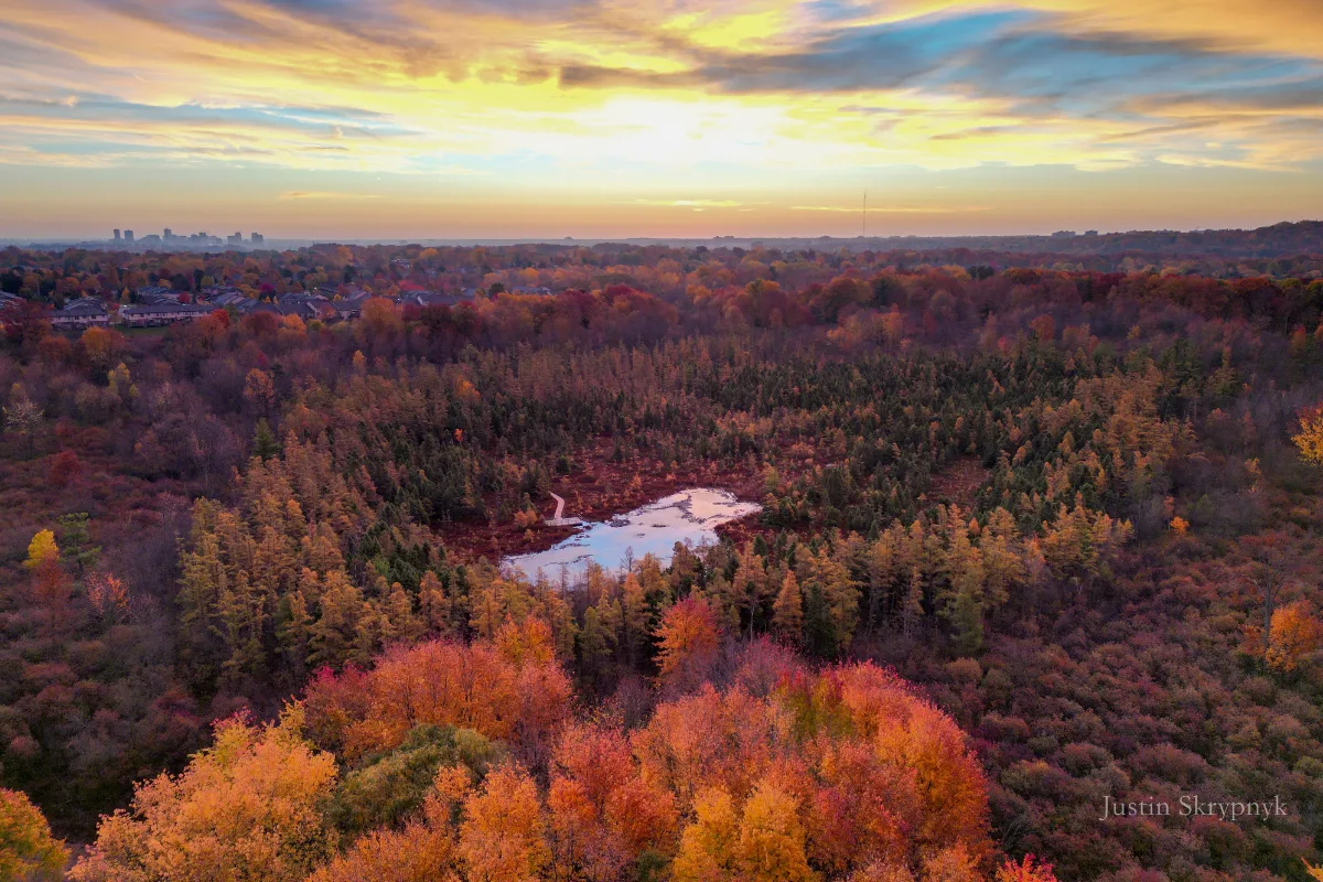 Sunrise over Sifton Bog with the London Ontario downtown skyline in the distance