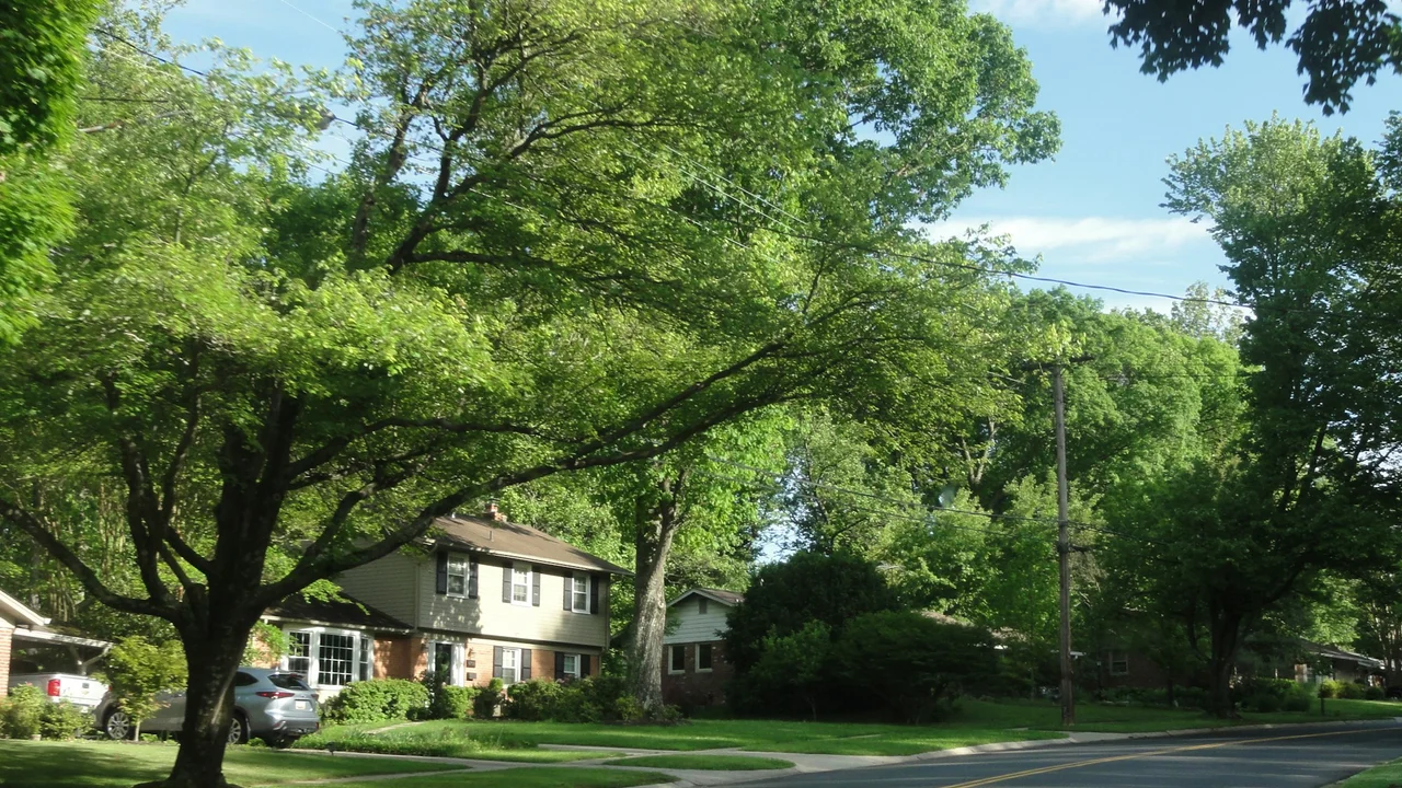 A leafy, tree-lined residential street in a London Ontario neighbourhood